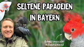 Papageien in Bayern  Erhaltungszucht seltener Arten. Helmkakadus, Nasenkakadus und Aras