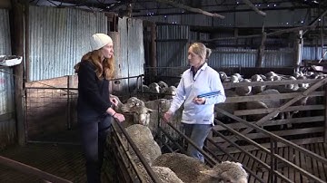 Australian Sheep Breeding Values Lynley Anderson  | Department of Agriculture and Food WA
