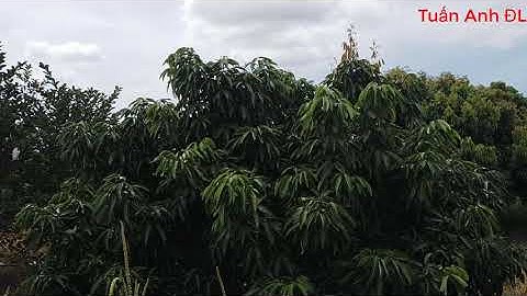 Cây vải sau khi khoanh bị bật lộc - nguyên nhân và cách xử lý 14/09/2020 DL