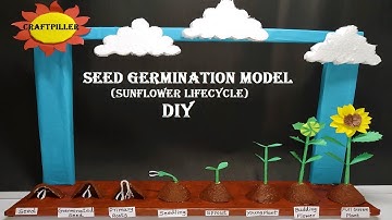 seed germination science project   diy at home   sunflower life cycle model - craftpiller