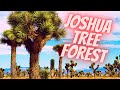 Joshua Tree Forest - Grand Canyon West