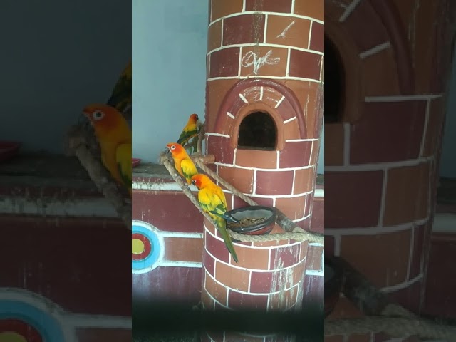 Suara burung parot sun conure gacor #Shorts class=