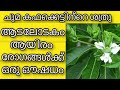       adalodakam benefits  health tips malayalam  ayurveda