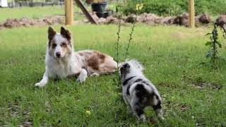 SandSpur Ranch Border Collie Puppies Playing - 5 w/o and 6 w/o