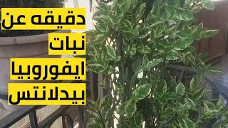 معلومه في دقيقه .. نبات ايفوروبيا بيدلانتس مناسب جدا للاحواض المنزليه