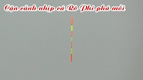 Cá rô phi cuốn ổ - Cận cảnh phao nhịp phao