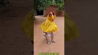 If the monkey takes too long to get dressed, the lady leaves in the car.