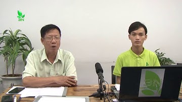 Dưa leo chỉ ra hoa đực thì phải làm sao???