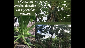 cây đu đủ nhiều đọt,độc lạ tại miền trung việt nam.
