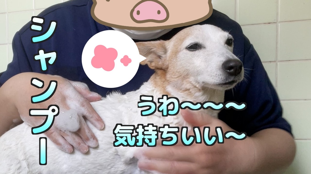 海の次の日は丸洗い決定？！シャンプーをしたジャックラッセルテリアｗ