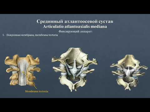 Анатомия срединного атлантоосевого сустава: строение, классификация, фиксирующий аппарат, движения