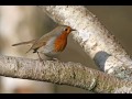 Dans l'intimité du rouge-gorge