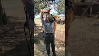 Fitting a Bridle Video