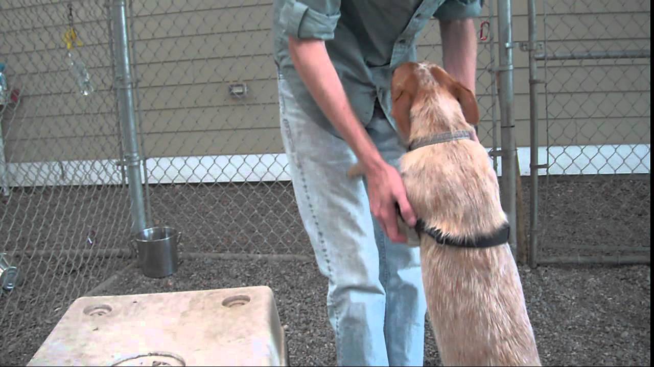 Hood River Adopt A Dog Ginger Snap YouTube