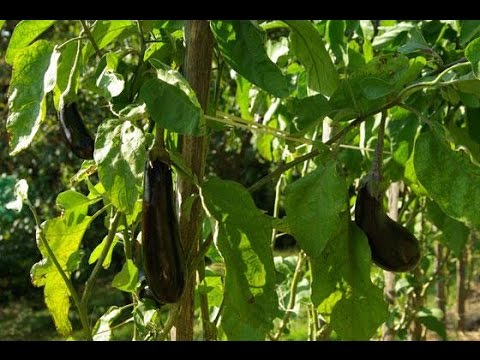 Video: Agroteknologi For Dyrking Av Aubergine