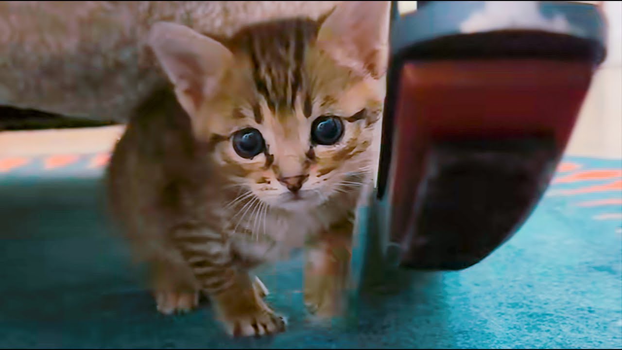 Котенок размером с ладонь, борющийся за выживание, довел меня до слез.