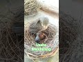 ANAK BURUNG KEDASIH BERUSAHA MENDORONG SODARA TIRINYA YANG DEWASA NAMUN TAK BER HASIL#SHORTS