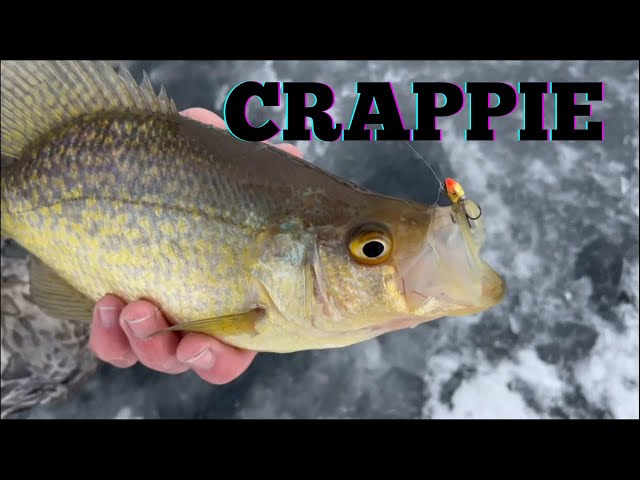 ICE FISHING FOR CRAPPIE - PROVEN PRESENTATIONS 