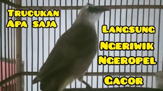 pancingan trucukan APA SAJA , agar NGERIWIK dan GACOR , NGEROPEL