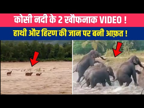 कोसी नदी के उफान में फंसे हिरण और हाथी | उत्तराखंड बाढ़ का खौफनाक वीडियो वायरल ! NewsOnli