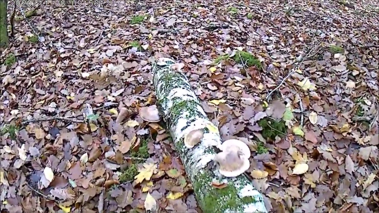le 08 11 2020 pied de moutons et cèpes en vue