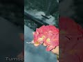 #love#musicgenre#song#musicsong#musicstyle#sad#romanticsongs#account#songromantic#trending#viral