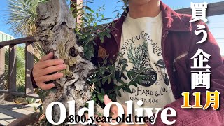 Buying Project] We will introduce the old olive trees we purchased