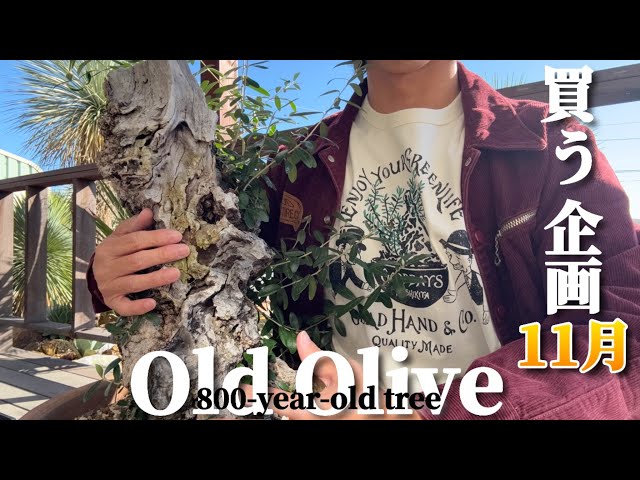 Buying Project] We will introduce the old olive trees we purchased