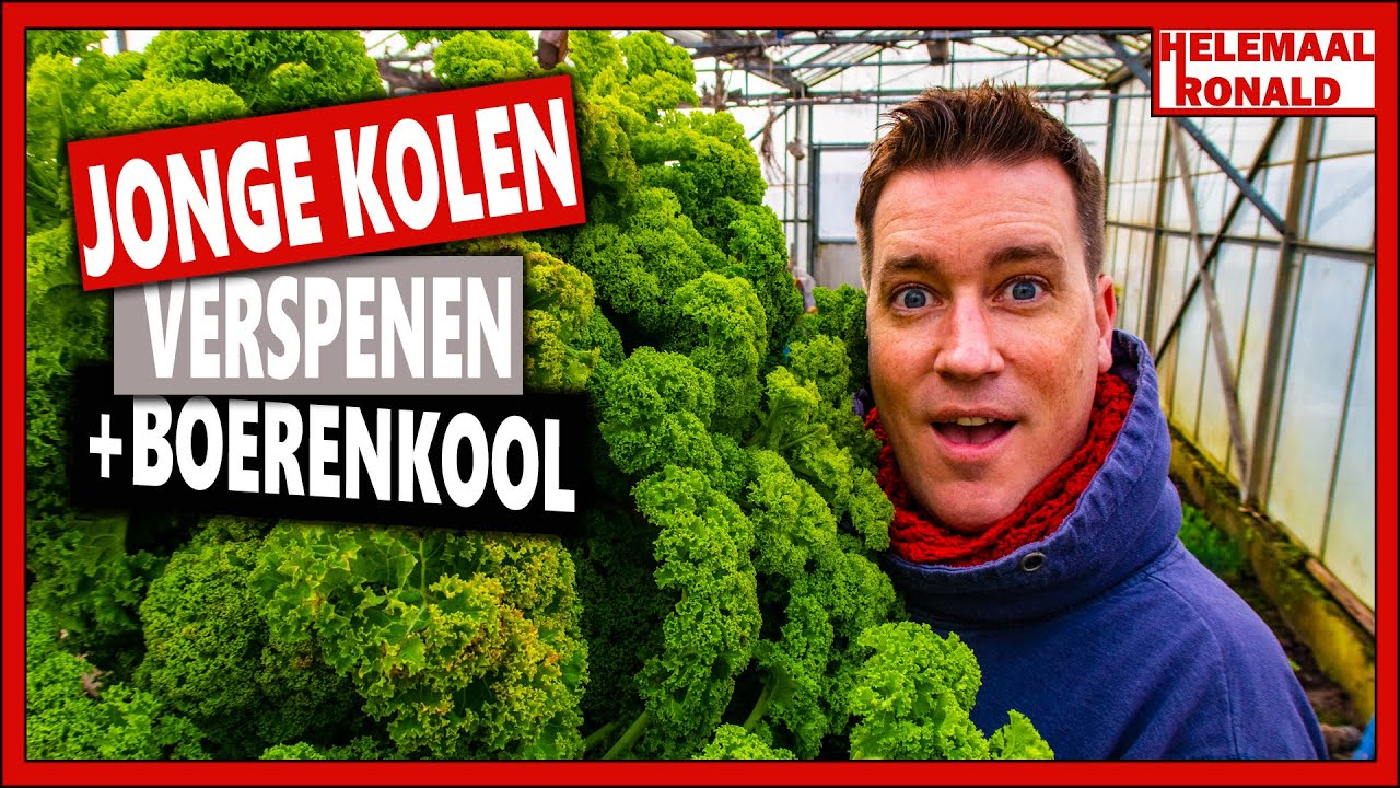 HOE VERSPEEN JE JONGE KOOL PLANTEN EN BOERENKOOL OOGSTEN  | Week 8 | Vlog 76 | Dag op de moestuin