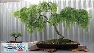 Live Dwarf Australian Weeping Willow Bonsai Tree Fast Growing Indoor Outdoor Review