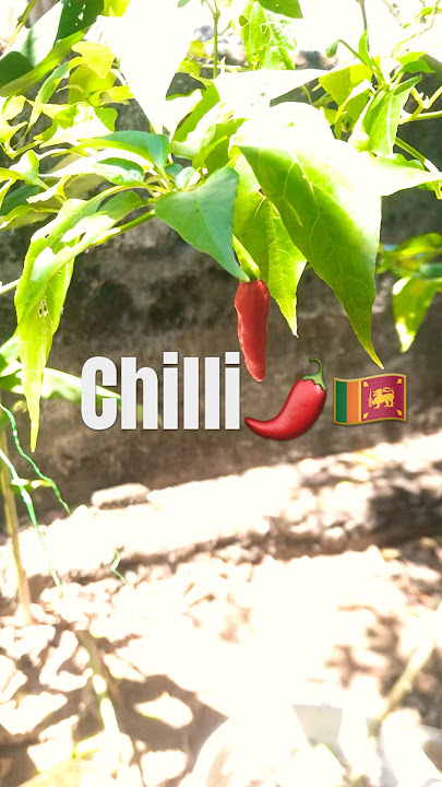 Chilli in our house🌶🌶🌶🥰#chilli #srilanka #myhome #viralvideo #cuntry #shortvideo #shorts
