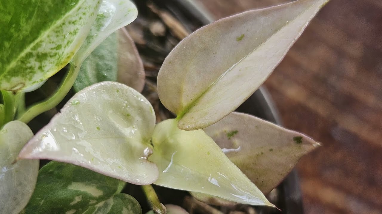 Red Series Anthurium Foliage: Best Grower Settings 