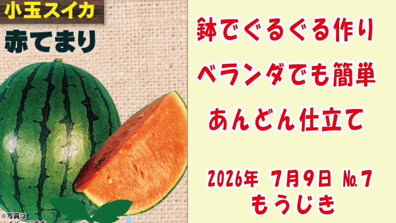 甘〜い #小玉スイカ 🍉【赤てまり】No7もうじき/鉢でぐるぐる作り