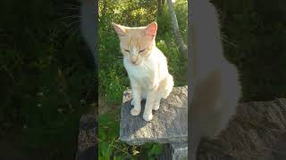 a gatinha sentada  no banco de pedra #cat #deuscuidademim