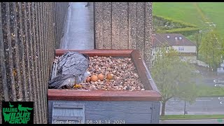 The first Peregrine Falcon egg has hatched at Ealing Hospital 2024 04 28 07 32 55 512