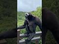 Most Terrifying Monkey Sounds #facts #animals #wildlife