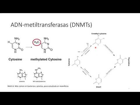 Vídeo: Genes Y Procesos Epigenéticos Como Posibles Objetivos De Dolor