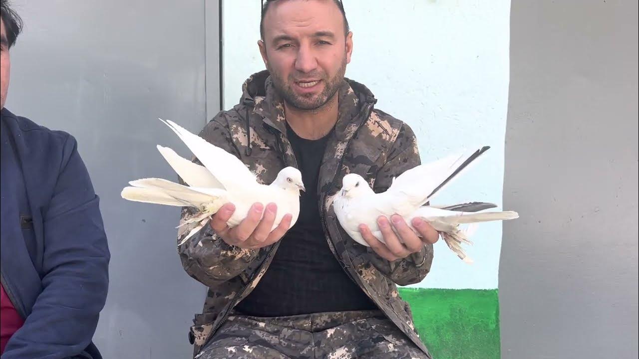 Таджикские голуби. Таджикские голуби Лалаки. Голуби Таджикистана. Купить таджикских голубей в Москве.
