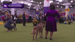 Belgian Laekenois | Breed Judging 2026