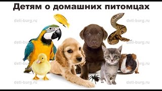 Домашние питомцы - детская презентация Домашние питомцы - детская презентация