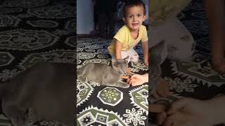 Gölge Bey Ve Minnoş Bey Resimi