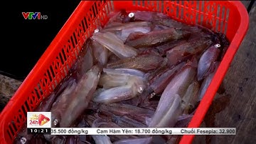 Nghề câu mực nhảy ở Hà Tĩnh| VTV24