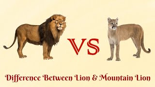 Lion VS Mountain Lion...Who is more social?