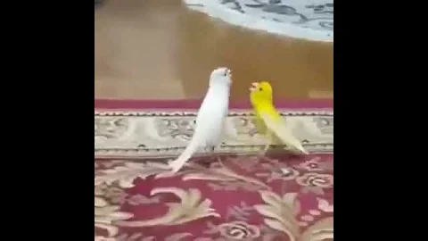 Канарейка