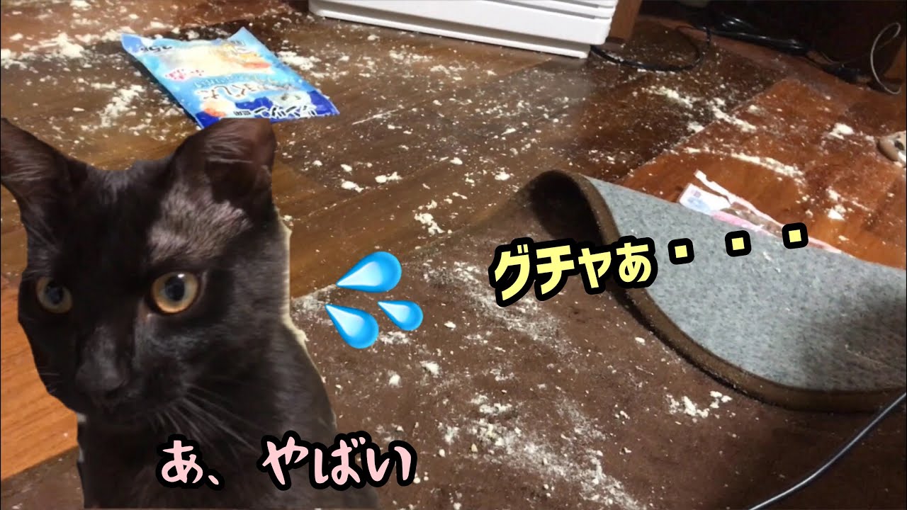 いたずらが見つかって犯行現場で怒られる猫 黒猫子猫時代 Black Cat Nekota Kitten Mischief Youtube いたずらが見つかって犯行現場で怒られる猫 黒猫子猫時代 Black Cat Nekota Kitten Mischief Youtube