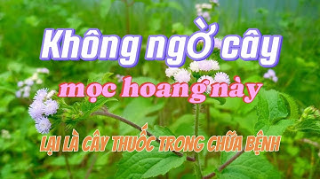 Không ngờ cây mọc hoang lề đường lại là cây thuốc quý trong chữa bệnh