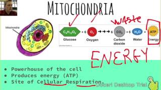 Cell Structure and Function Green Sheet
