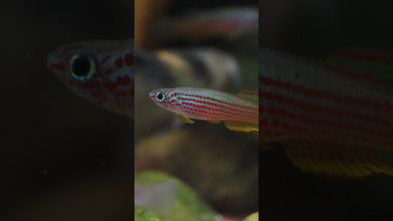 Killifish have the best smiles :)