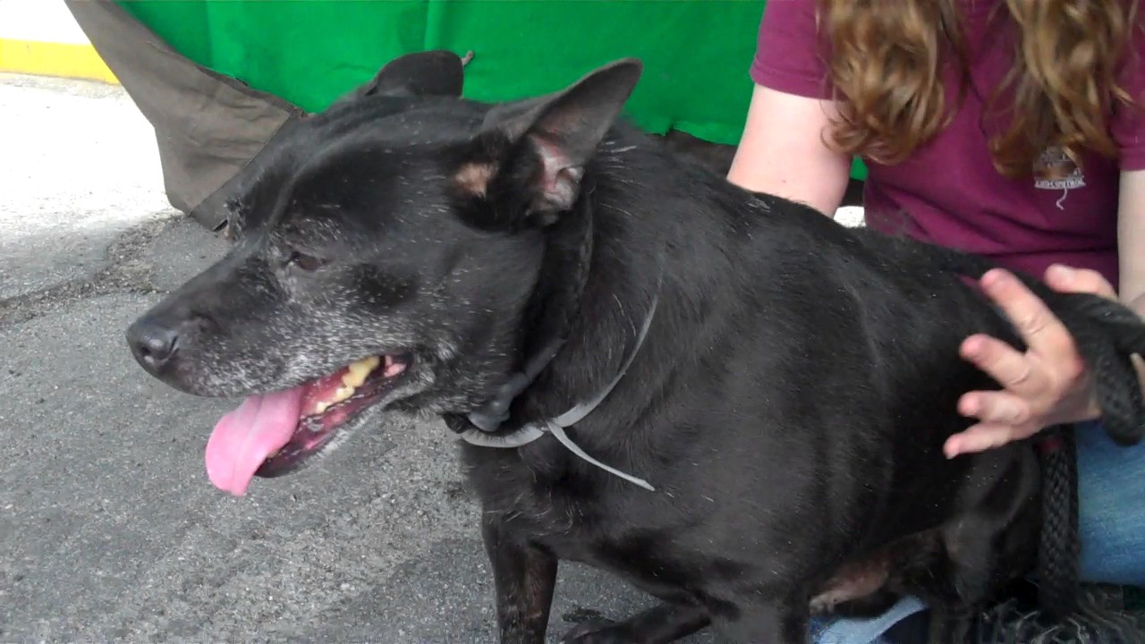 A4221667 Blackie Australian Cattle Dog YouTube