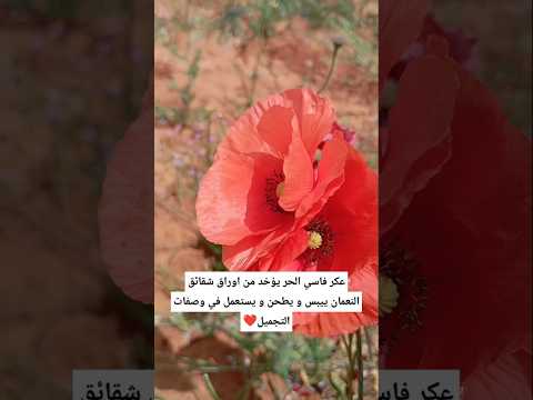 عكر فاسي حر اكسبلور 